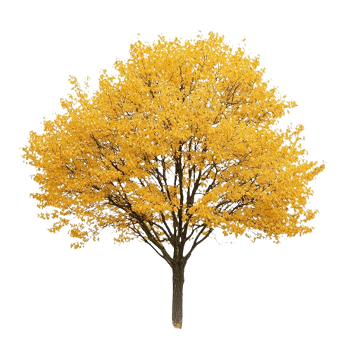Ipe Amarelo