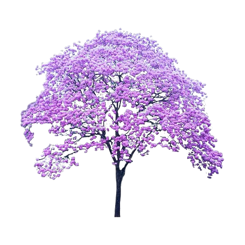 Ipe Roxo
